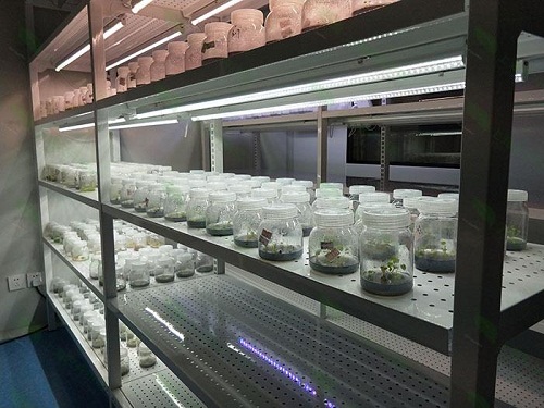 习水植物组织培养实验室设计建设方案